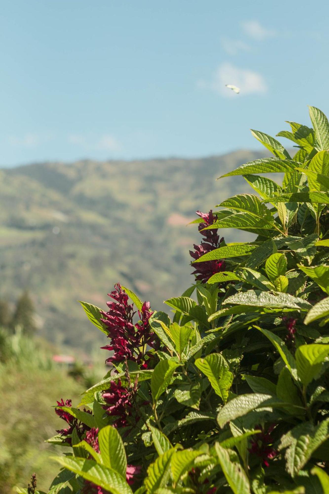 Aldea Real Eco Friendly Hotel Baños Eksteriør billede